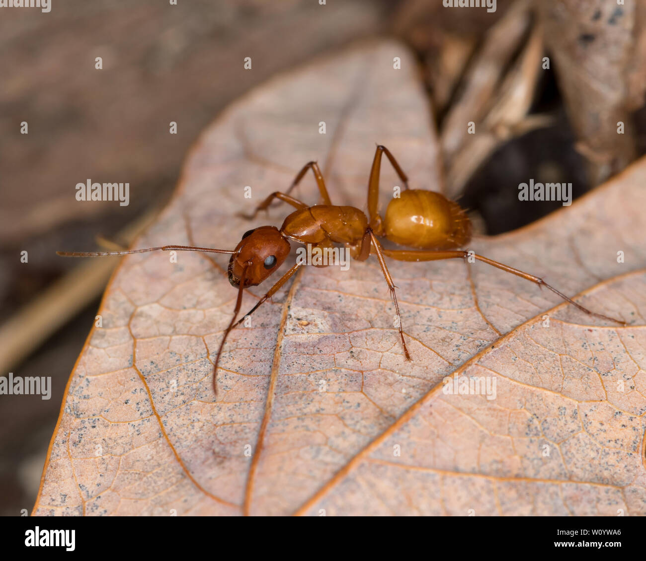 Large brown Camponotus ant crawling on leaf in forest Stock Photo
