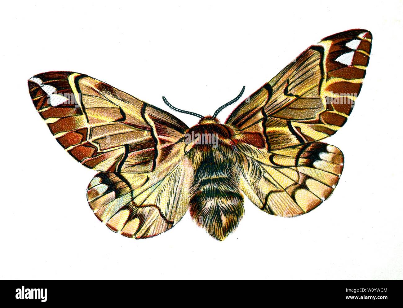 Endromis versicolora, The Kentish Glory Moth - Color Butterfly / Moth Lithograph from 1895 book, 'Europe’s Best-Known Butterflies' by F. Nemos Stock Photo