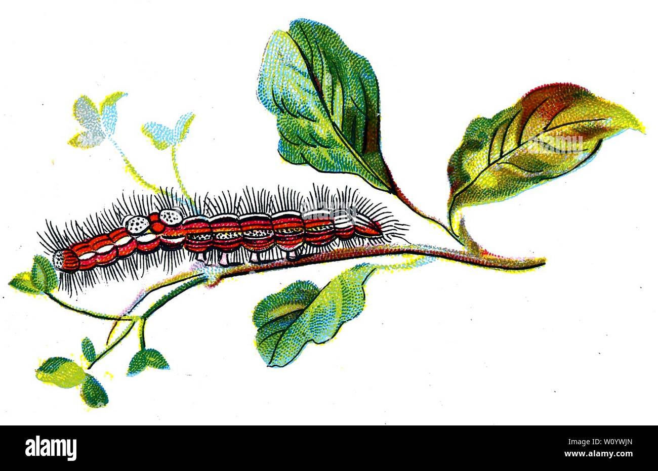 Porthesia similis, The Yellow-Tail Moth caterpillar, Color Butterfly / Moth Lithograph from 1895 book, 'Europe’s Best-Known Butterflies' by F. Nemos Stock Photo