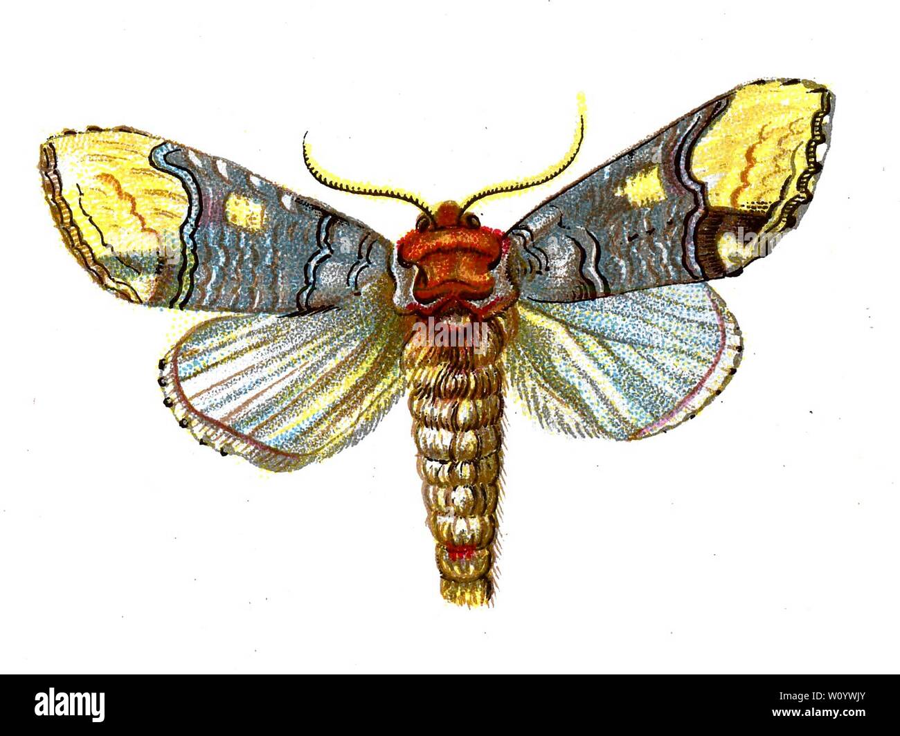 Phalera bucephala - The Buff-Tip Moth- Color Butterfly / Moth Lithograph from 1895 book, 'Europe’s Best-Known Butterflies' by F. Nemos Stock Photo