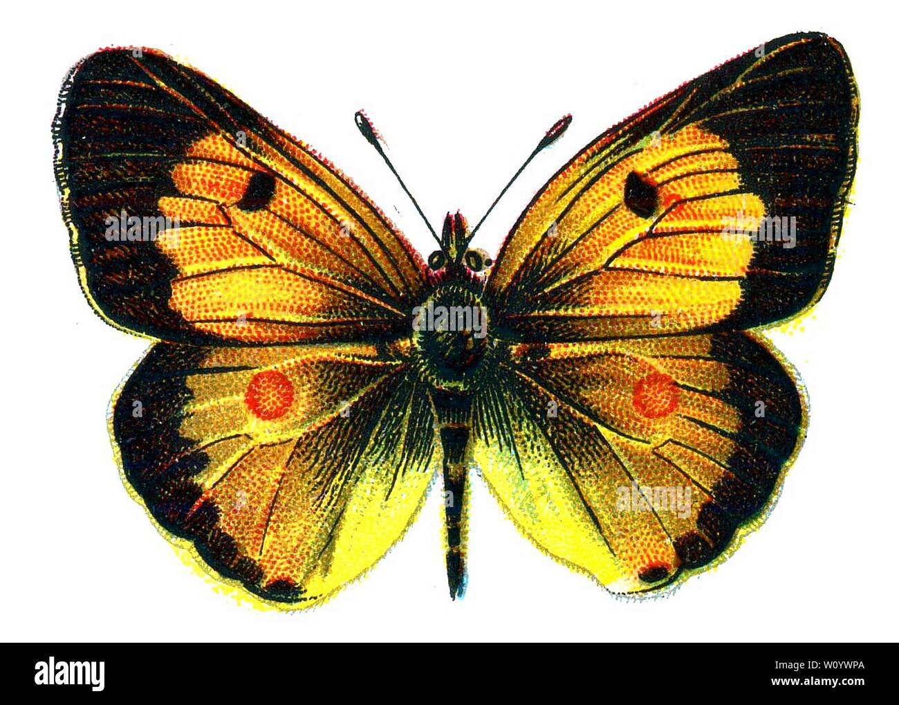 Colias edusa male (Colias edusa) The Clouded Yellow Butterfly - Color Butterfly Lithograph from 1895 book Europe’s Best-Known Butterflies' by F. Nemos Stock Photo