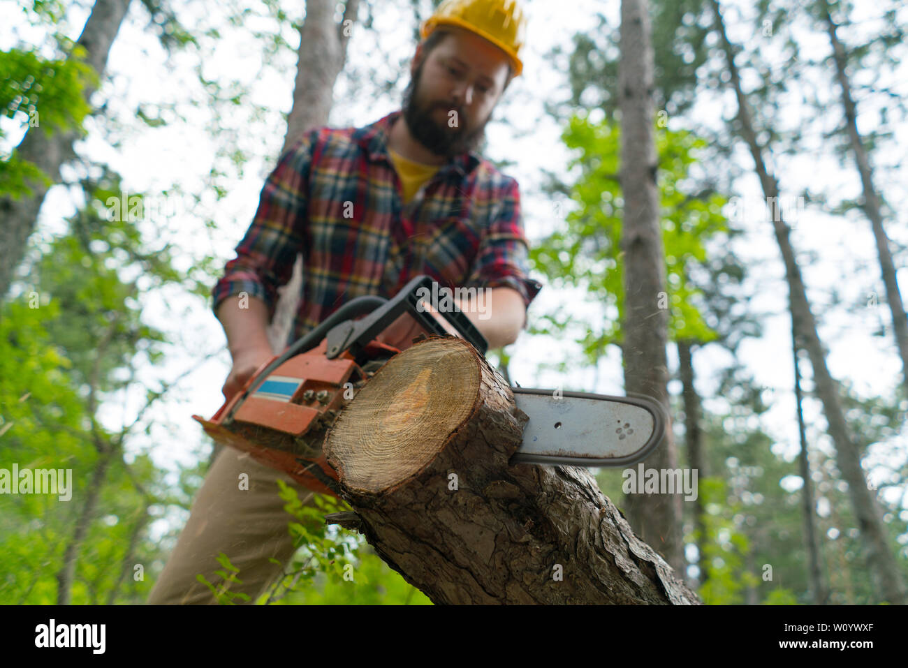 Chainsaw cuts wood slow motion hi-res stock photography and images - Alamy