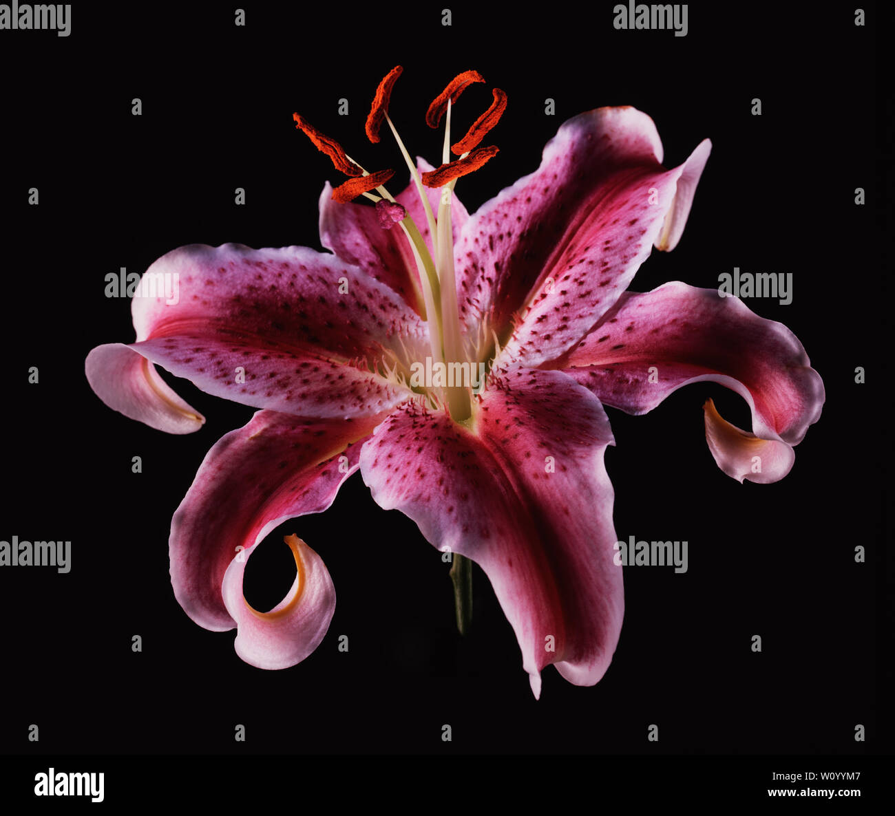 A close-up of a lilly blossom, from a light paonted series of florals in studio. Stock Photo