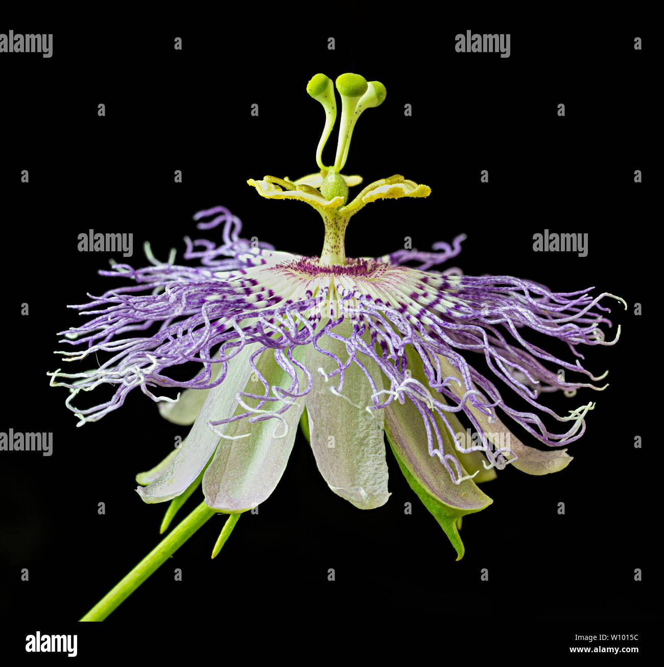 Flower of passion vine (Passiflora incarnate)--the only species of passion flower native to North America. Stock Photo