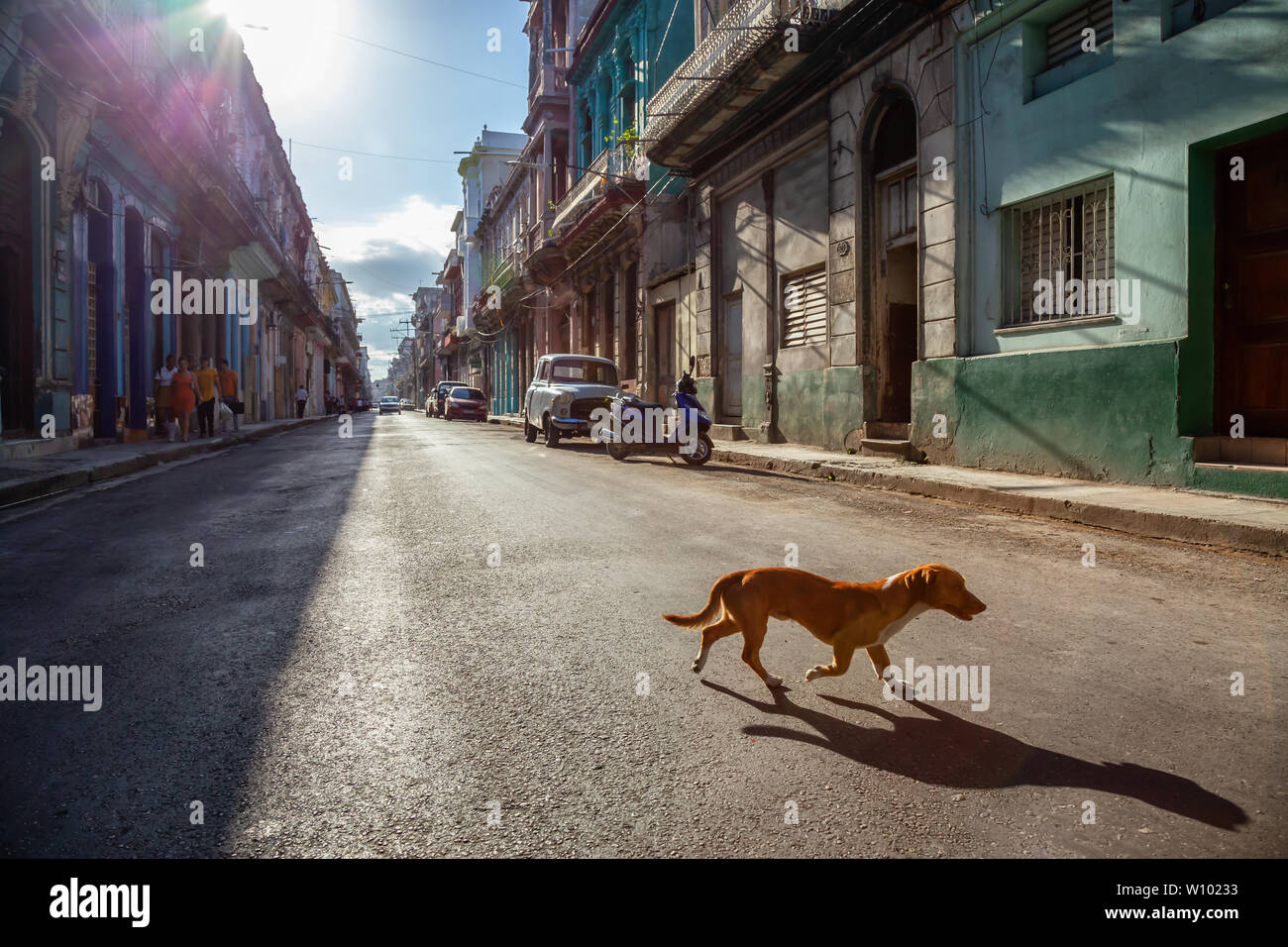 Homeless dog running in the Streets of Old Havana City, Capital of Cuba, during a sunny morning. Stock Photo