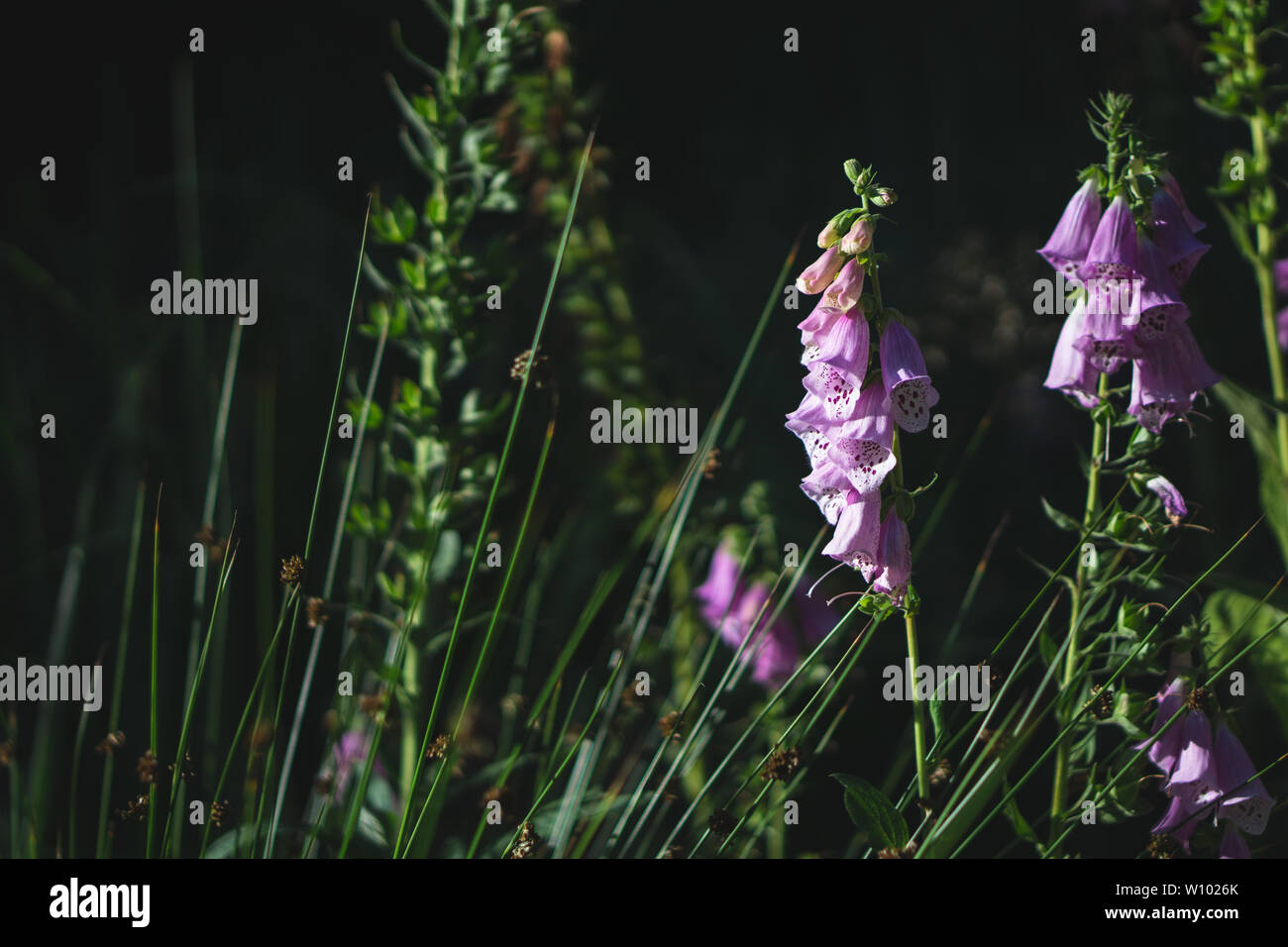 Digitalis in the forrest at sunset Stock Photo