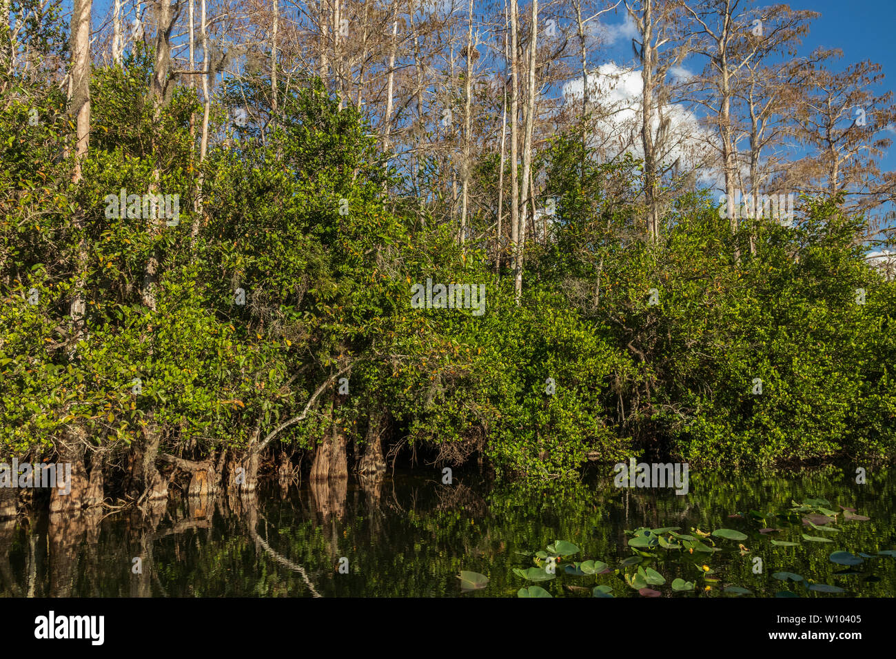 Cypress trees in the Everglades National Park, Florida, USA Stock Photo
