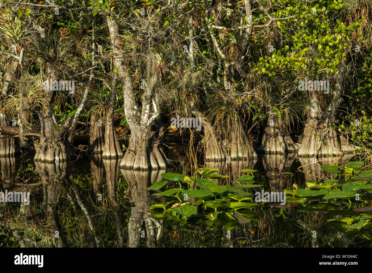 Cypress trees in the Everglades National Park, Florida, USA Stock Photo