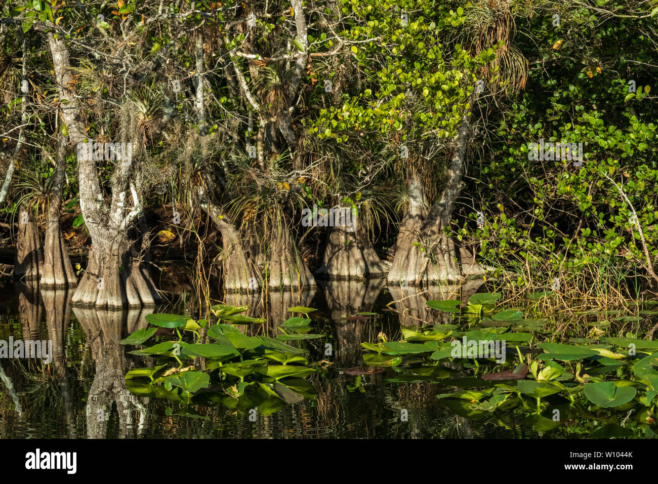 Cypress trees in the Everglades National Park, Florida, USA Stock Photo
