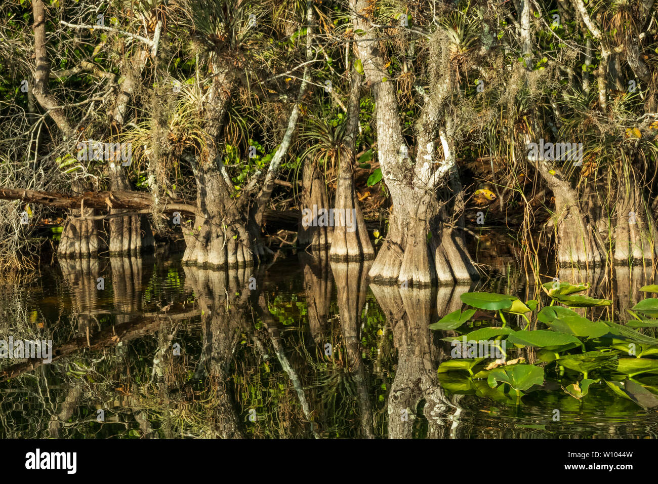 Cypress trees in the Everglades National Park, Florida, USA Stock Photo