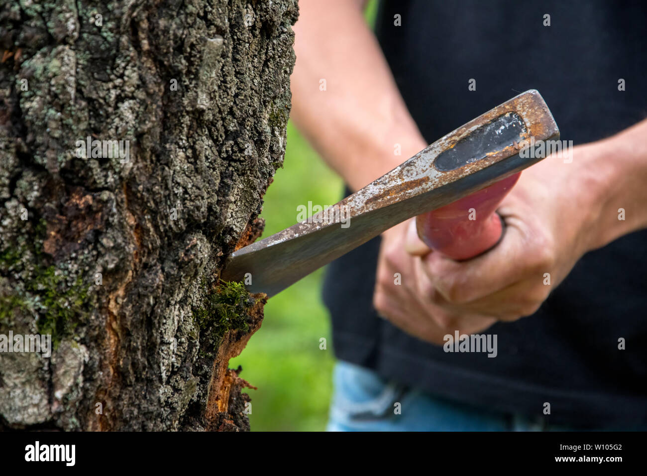 Woodcutter man chopping a tree in the forest with an axe, illegal