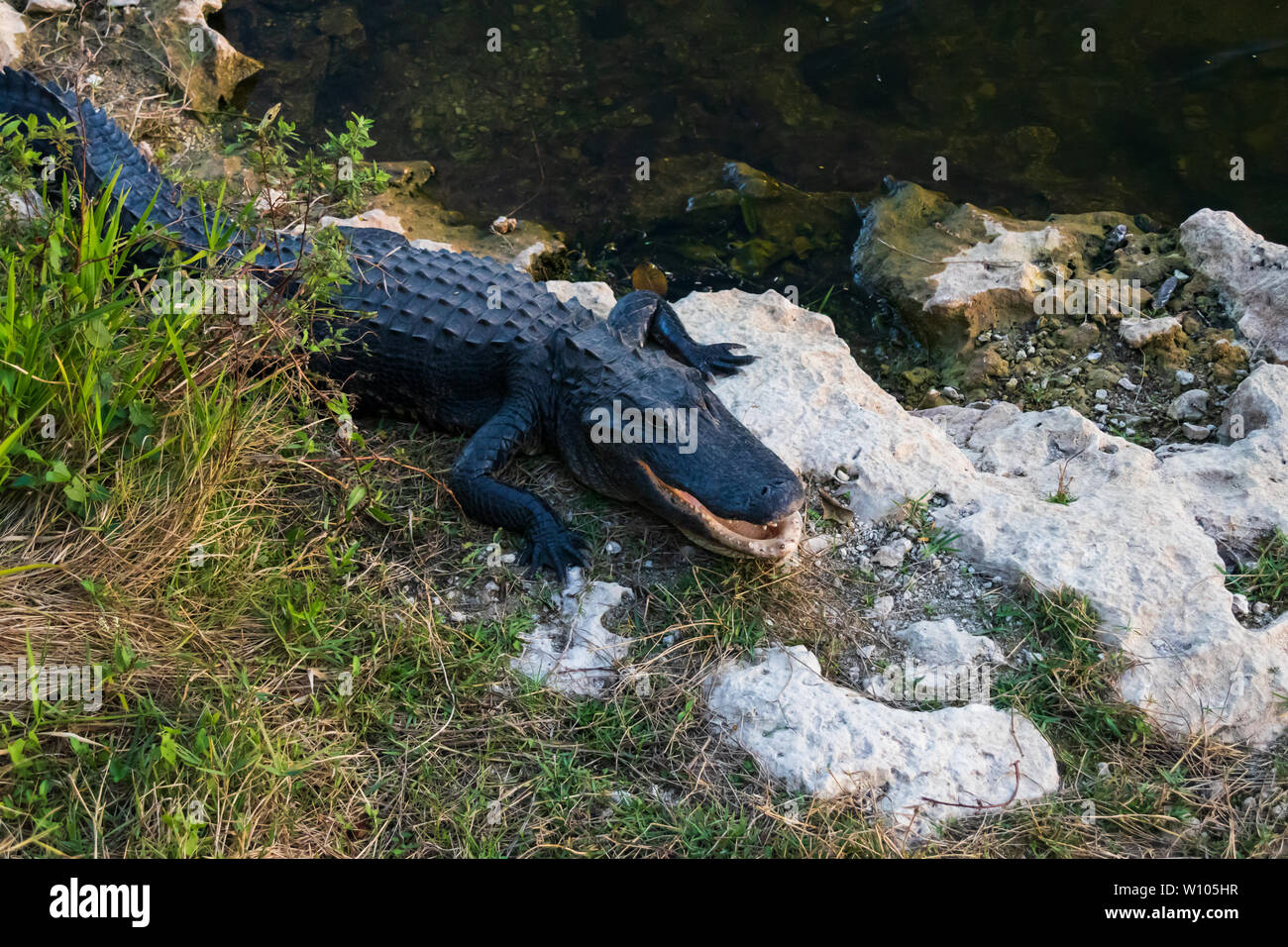 Alligator laying on rocks next to water in Everglades National Park, Florida, USA Stock Photo