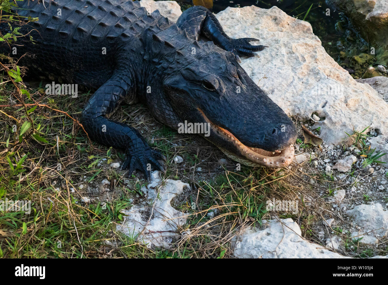Alligator laying on rocks next to water in Everglades National Park ...