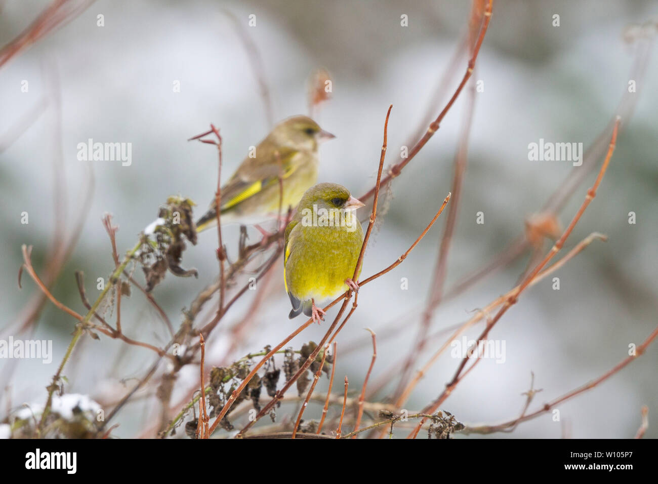 Male Greenfinch, Carduelis chloris, together with female in background in a garden. Winter, Mid Wales, uk Stock Photo