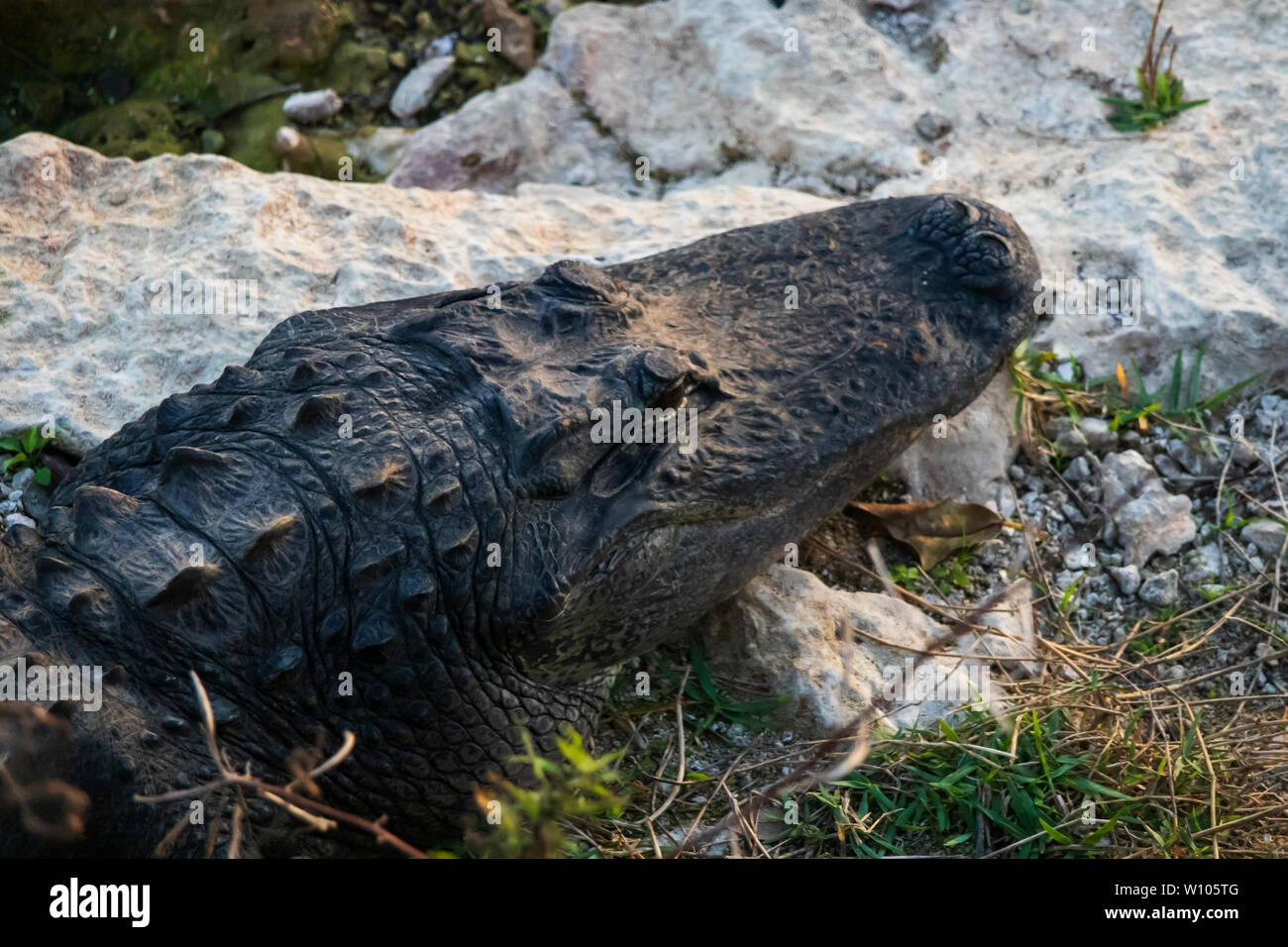 Alligator laying on rocks next to water in Everglades National Park ...