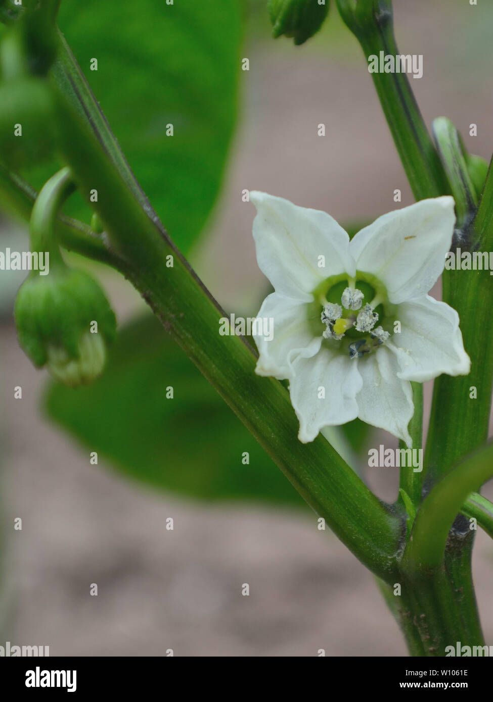 Close up of white bell pepper flower Stock Photo