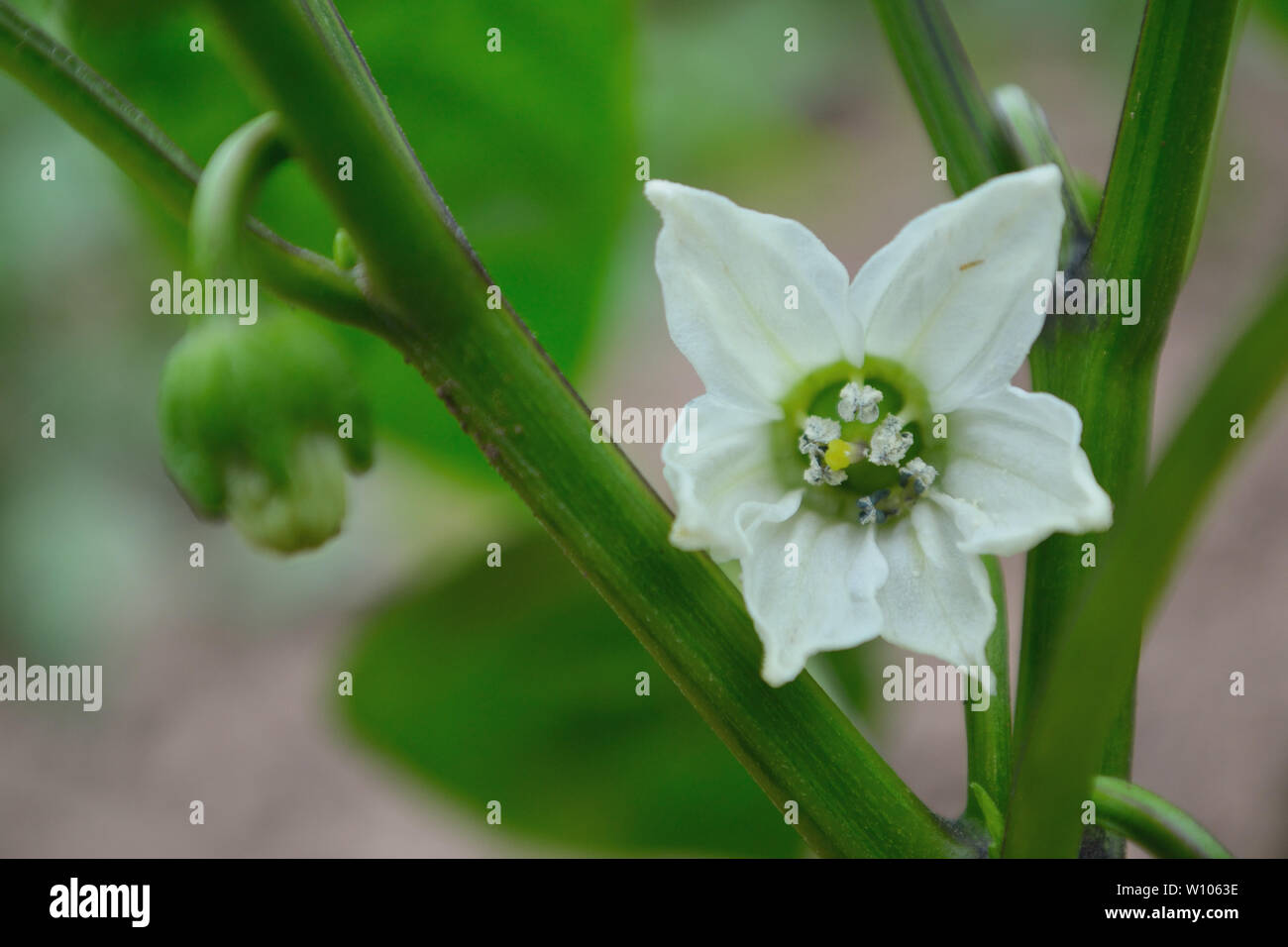 Macro of white bell pepper flower Stock Photo