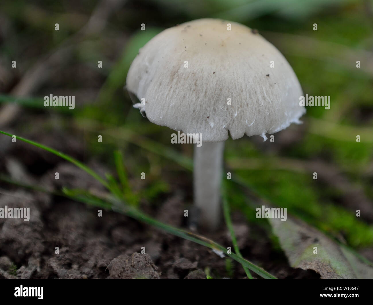 Pale Brittlestem mushroom, Psathyrella candolleana Stock Photo