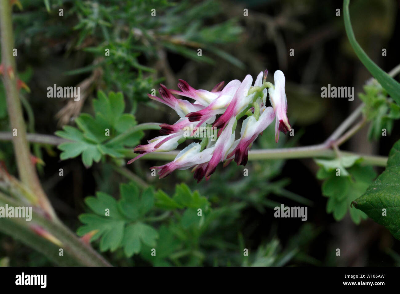 White Ramping-fumitory (Fumaria capreolata) flowers Stock Photo