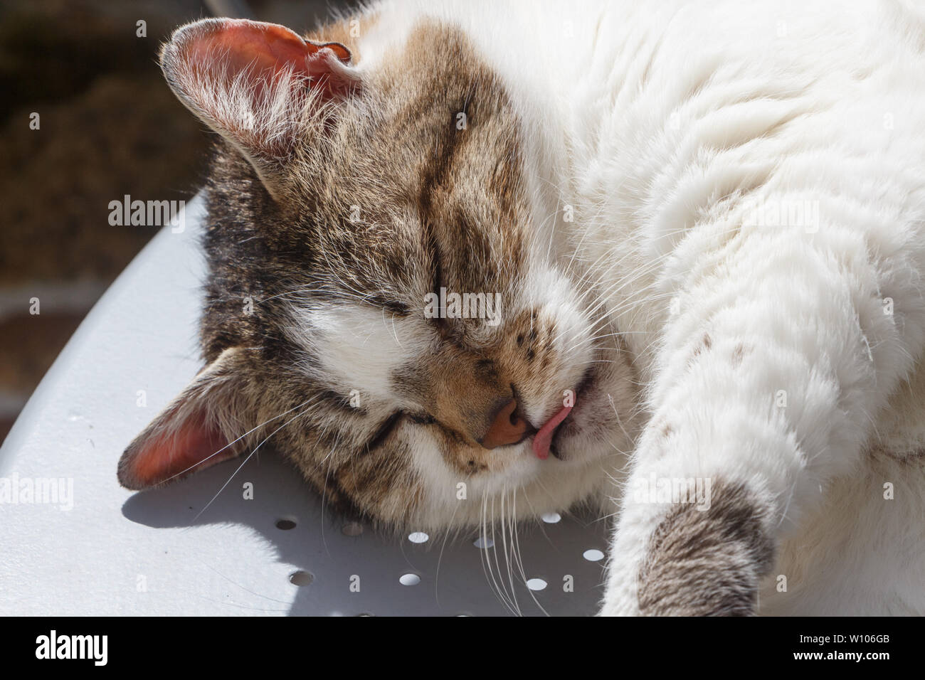 Lying down tabby cat on a table in a garden Stock Photo
