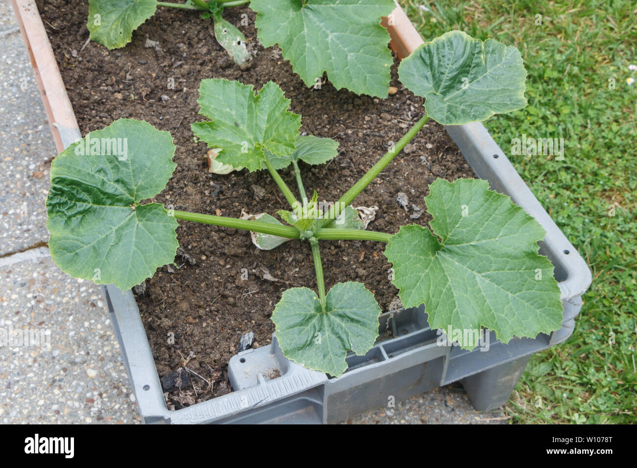 zucchini plant in a plastic box during spring Stock Photo Alamy