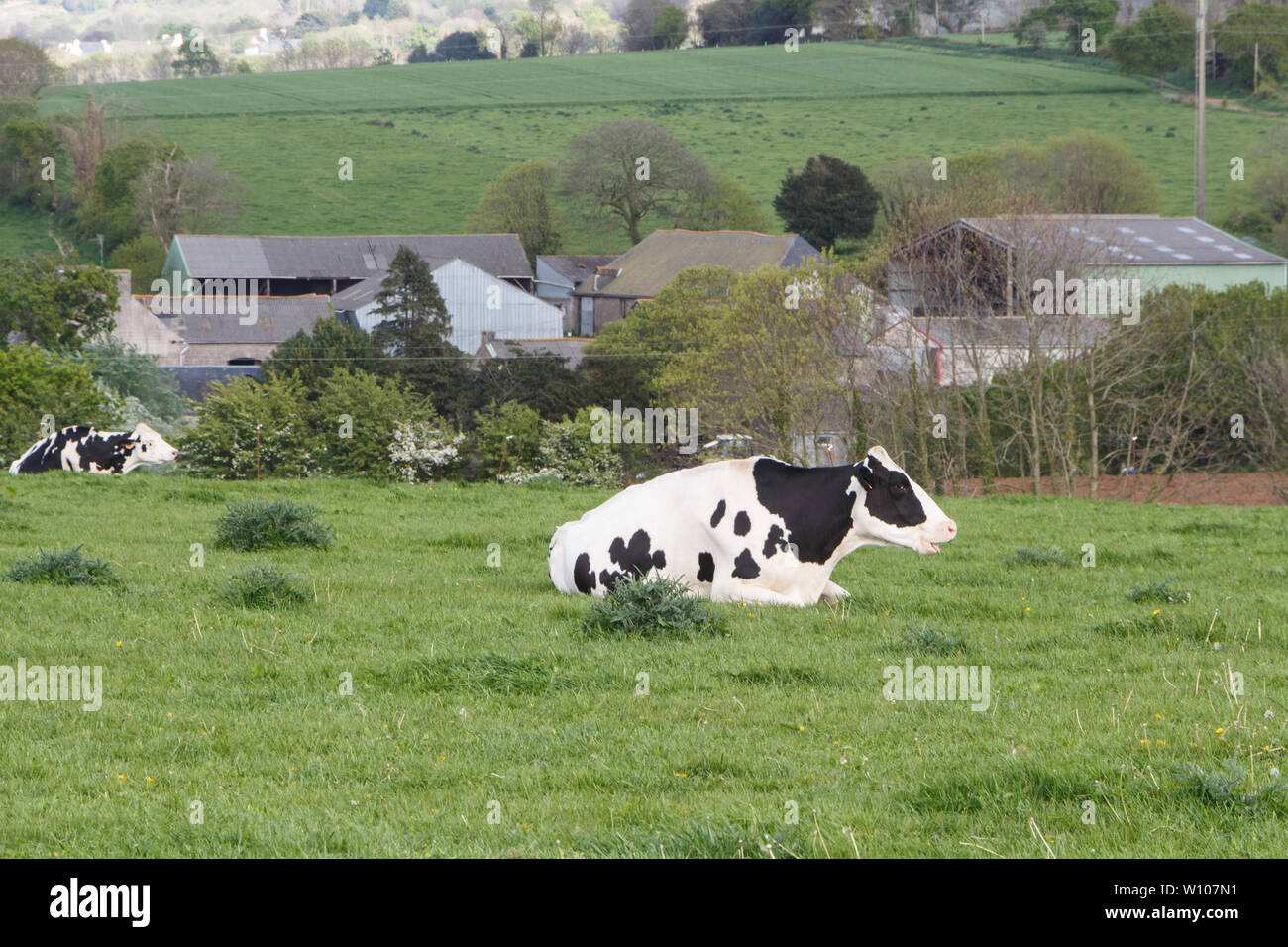 Holstein cow grass hi-res stock photography and images - Alamy