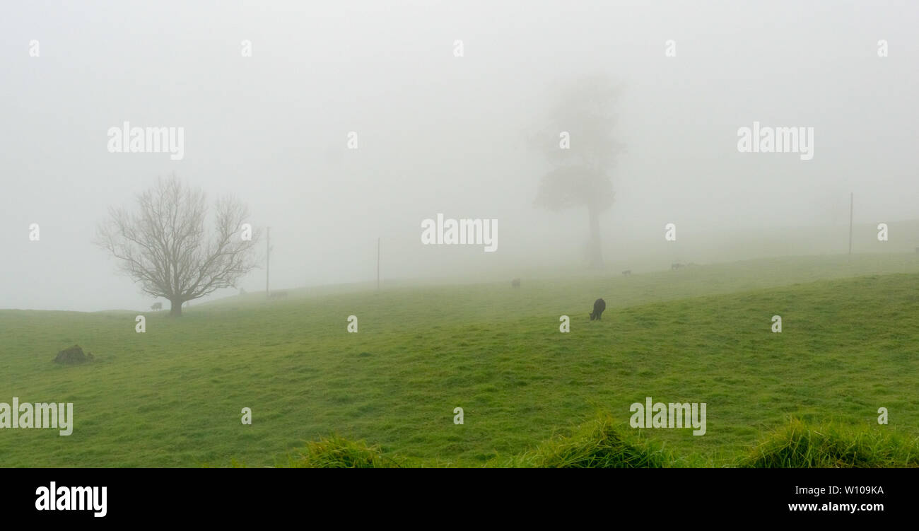 Sub tropical hills with heavy rain and mist rolling over them Stock Photo