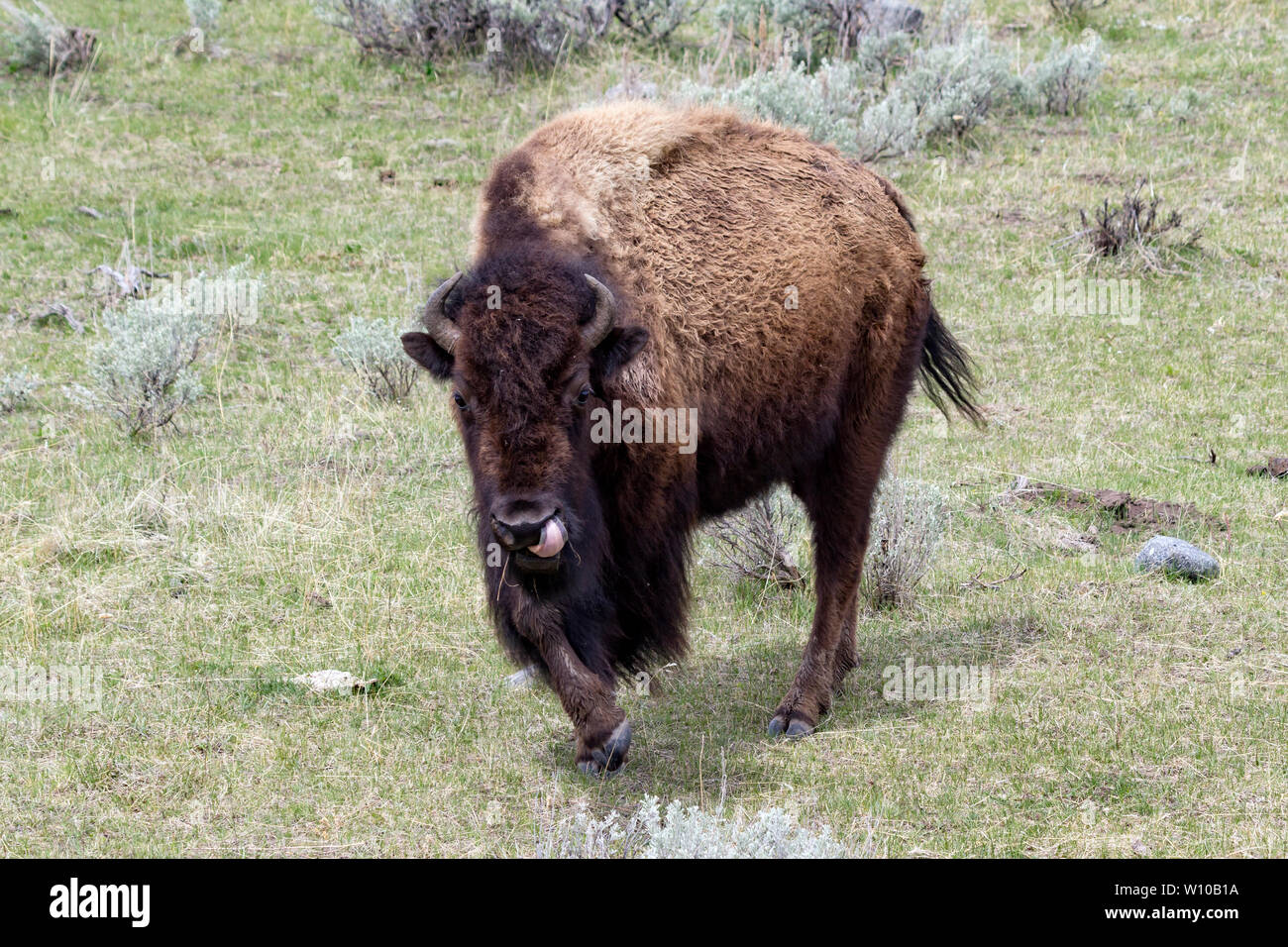 Bison (Bison bison) in the Lamar Valley of Yellowstone National Park Stock Photo