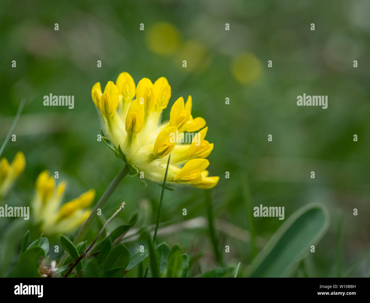 Closeup of the blossoms of a Common kidneyvetch (Anthyllis vulneraria, Fabaceae) in the Austrian Alps Stock Photo