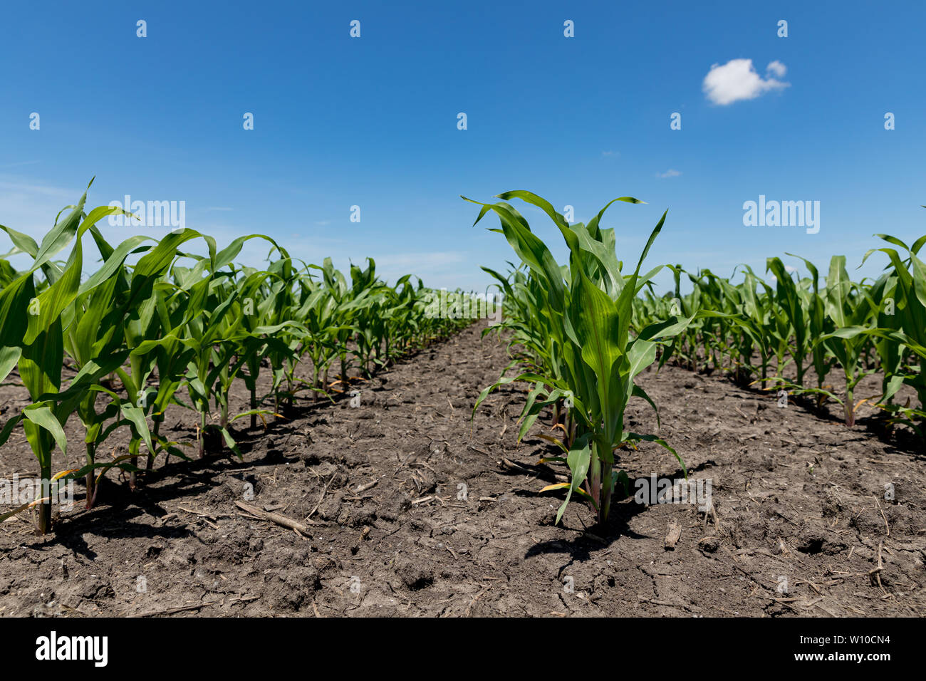 Healthy young corn plants growing in rows in cornfield with no weeds Stock Photo