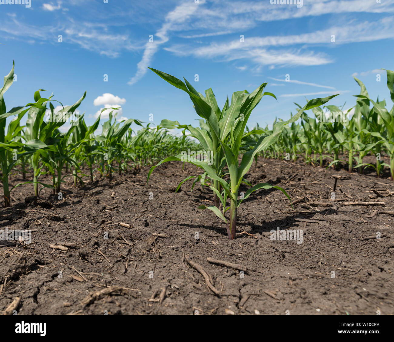 Healthy young corn plants growing in rows in cornfield with no weeds Stock Photo