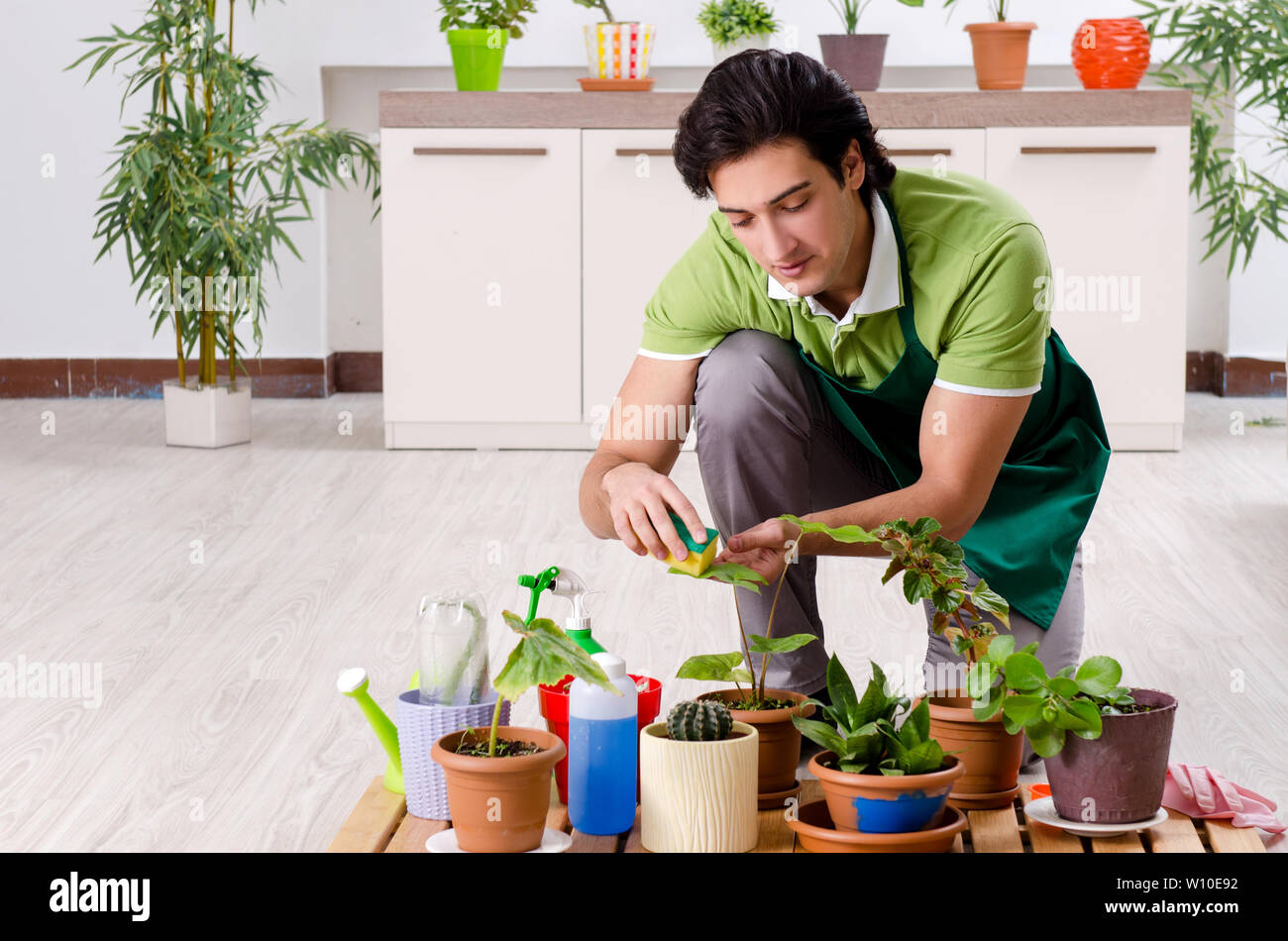 Dusting house plants hi-res stock photography and images - Alamy