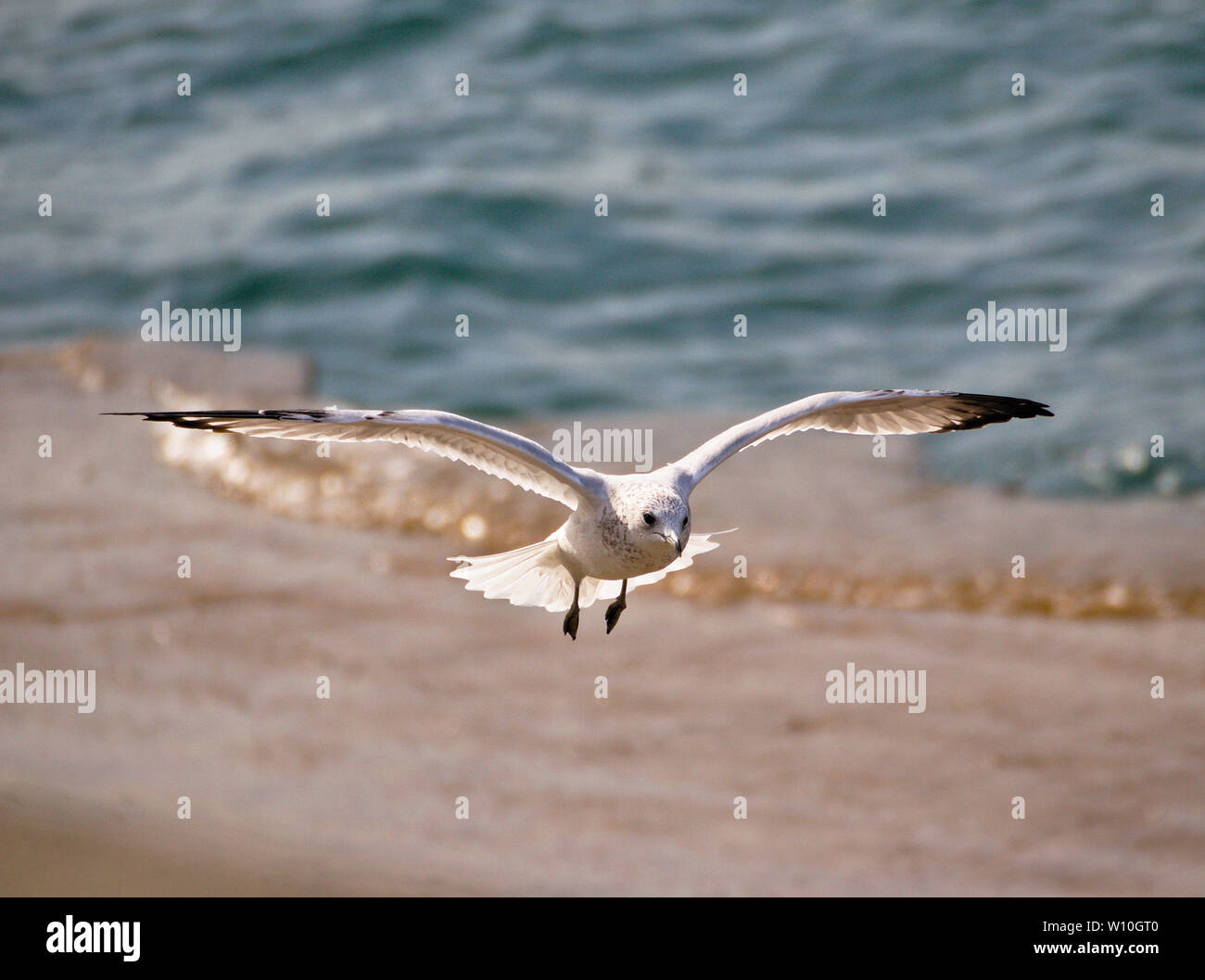 Seagull in Flight Stock Photo