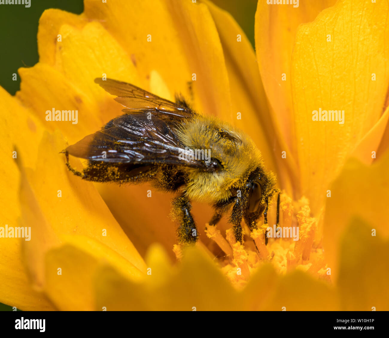 Eastern bumble bee ( Bombus impatiens ) sitting on yellow flower feeding on nectar and pollen Stock Photo