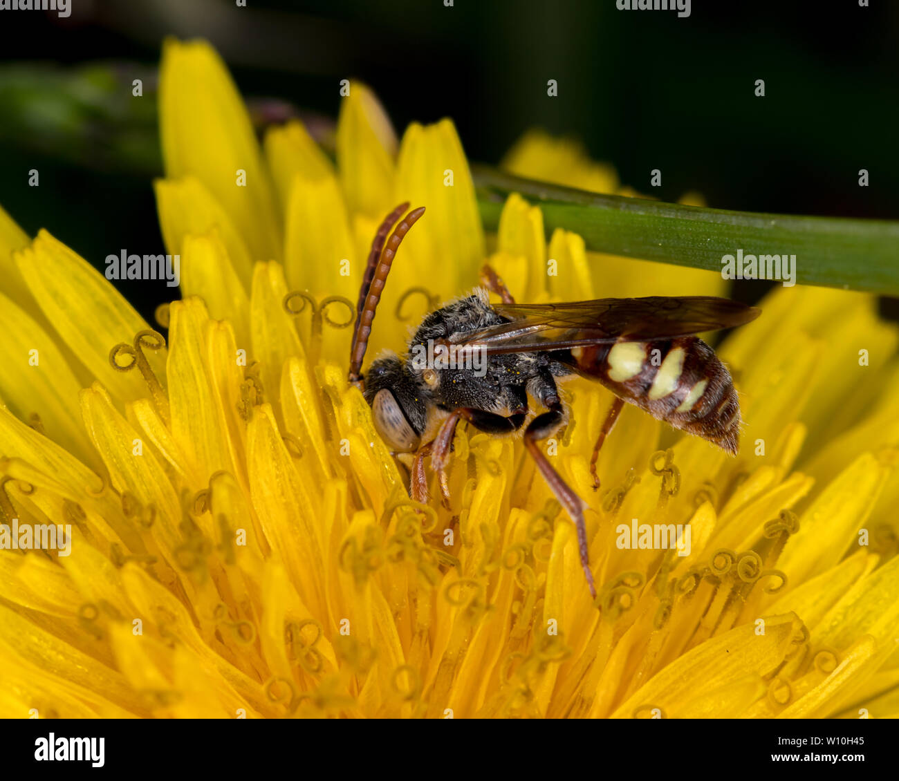 Scoliid wasp sitting on a dandelion feeding on nectar and pollen Stock Photo