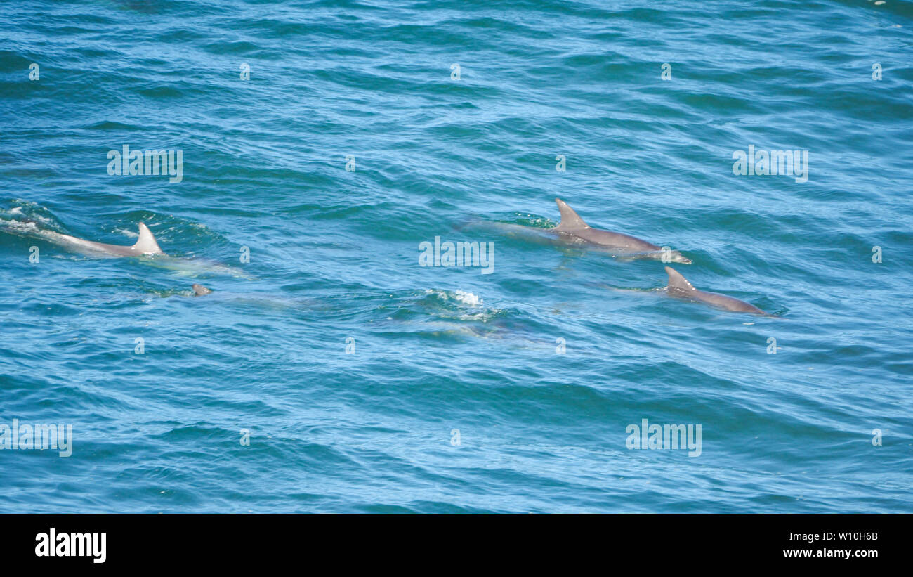 A pod of wild Bottlenose Dolphins swimming in the blue sea Stock Photo ...