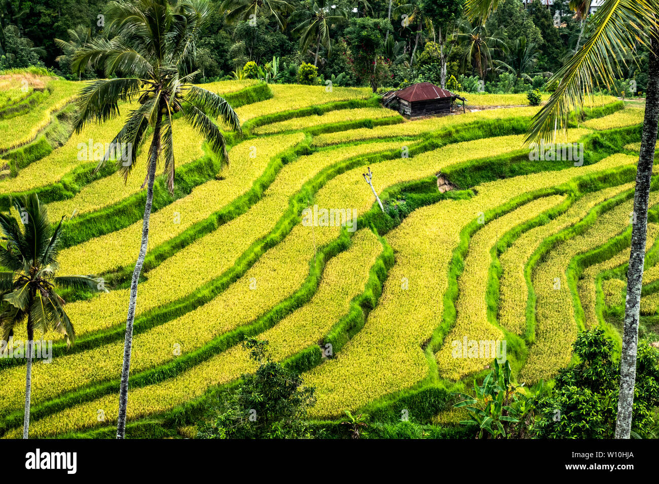 Beautiful lush green rice terraced fields in Bali Stock Photo - Alamy