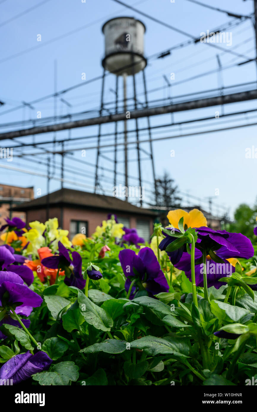 Frankfurt, Kentucky, United States; May 2, 2019: May Flowers at Buffalo Trace Stock Photo