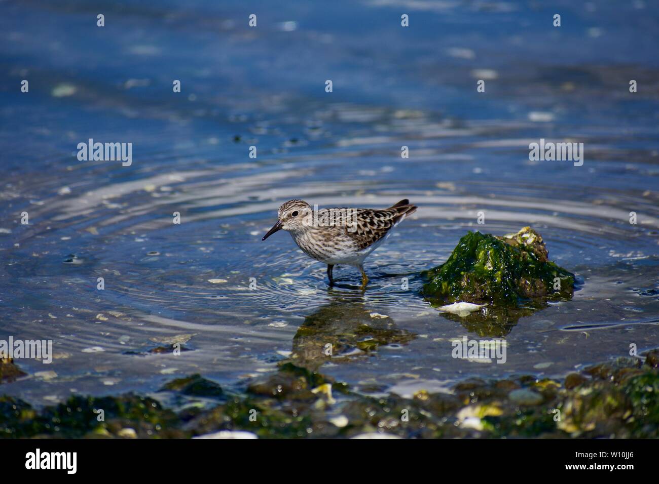 Western sandpiper stands in sea at shore's edge as it looks for food, Esquimalt Lagoon, Vancouver Island, British Columbia. Stock Photo