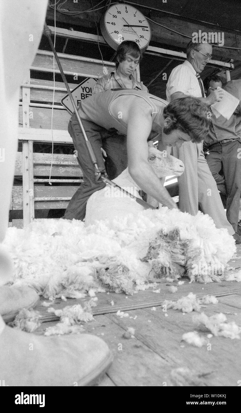 KINGAROY, QUEENSLAND, circa 1984: An unknown shearer competes in a time trial at an A and P show in rural Queensland, circa 1984. Stock Photo