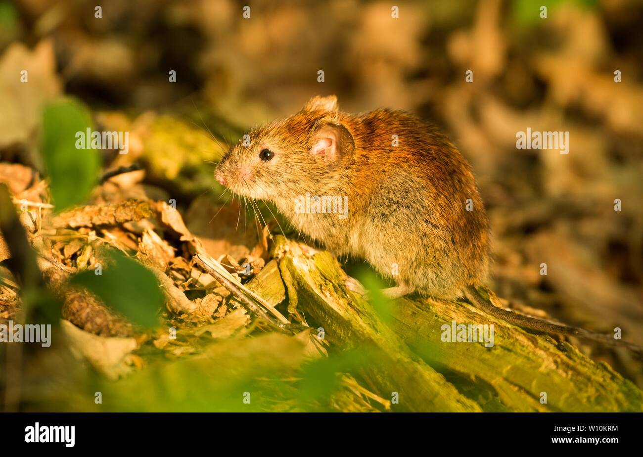 Bank vole (Myodes glareolus) sits on forest ground, Lower Saxony ...