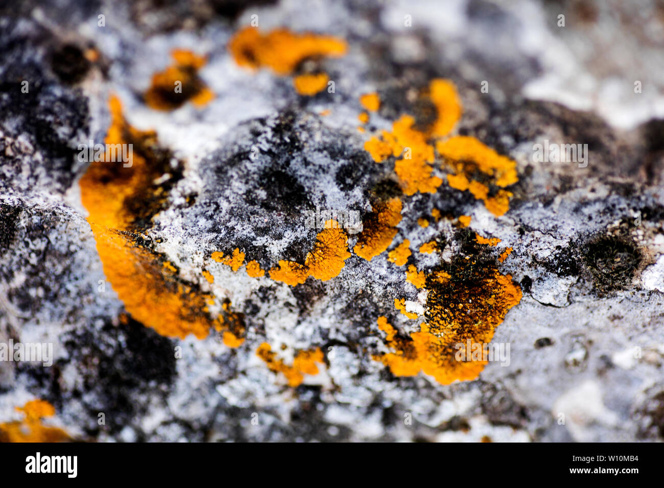 Ground fungus hi-res stock photography and images - Alamy