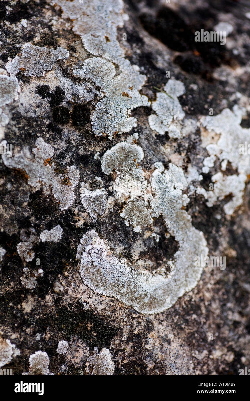Lichens on rocks macro background high quality 50,6 Megapixels prints ...