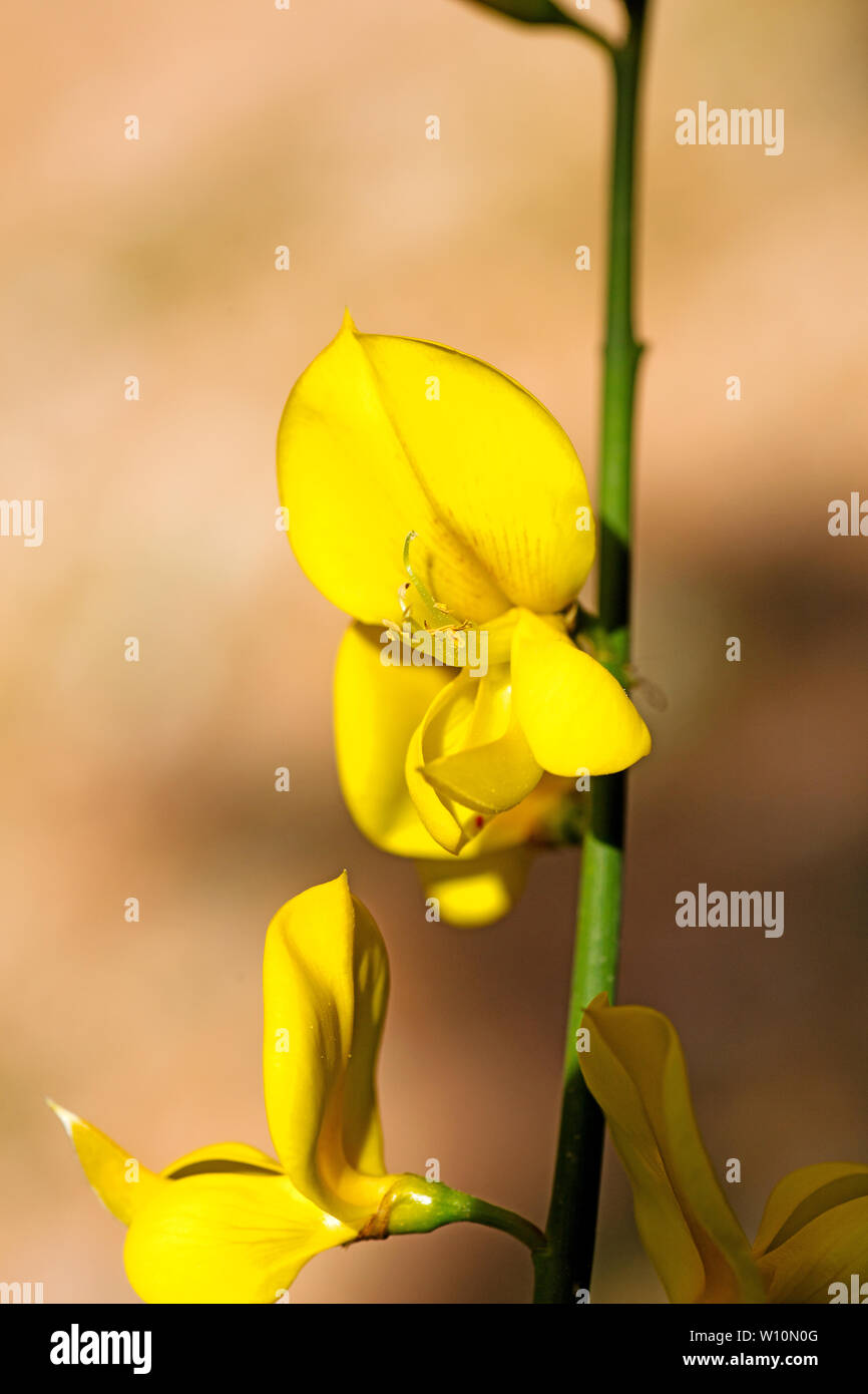 Cytisus wild flower blossom macro background fine art in high quality prints products 50,6 Megapixels Stock Photo