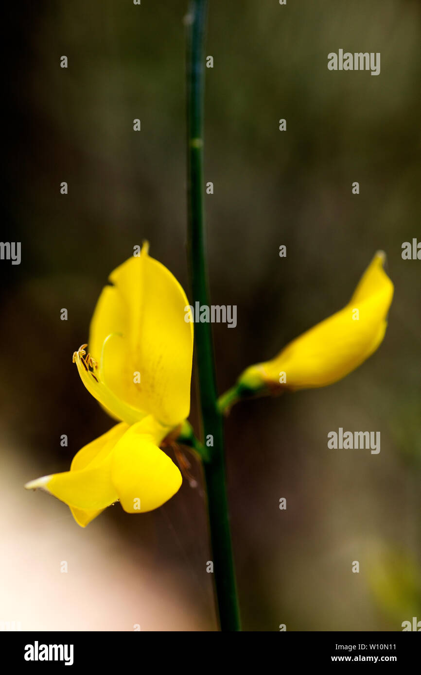 Cytisus wild flower blossom macro background fine art in high quality prints products 50,6 Megapixels Stock Photo