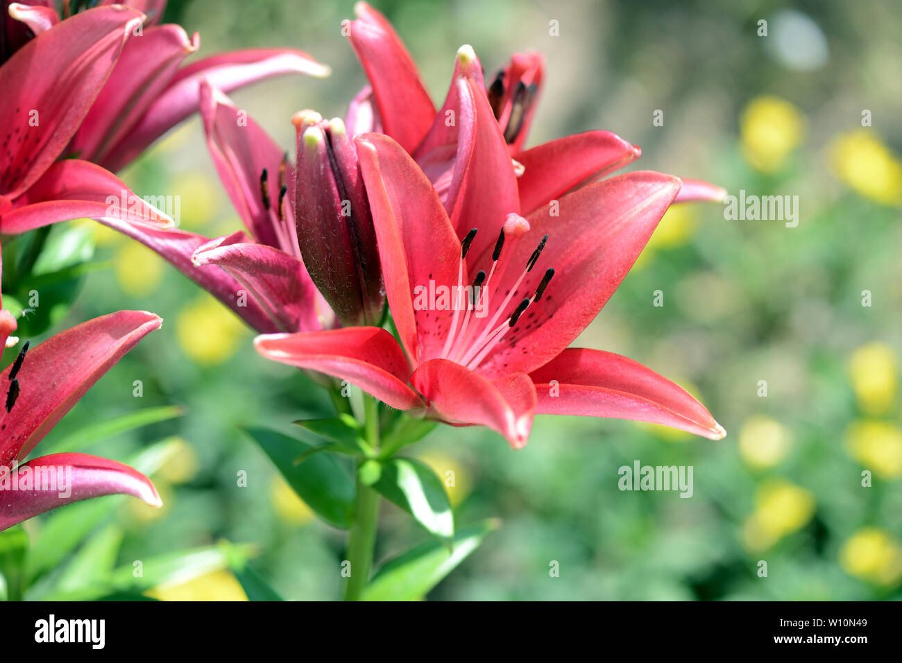 Beautiful flowers of red lily in the summer garden Stock Photo