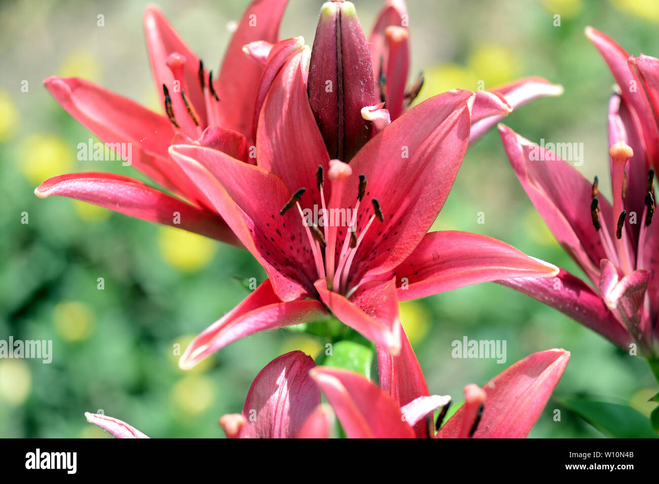 Beautiful flowers of red lily in the summer garden Stock Photo