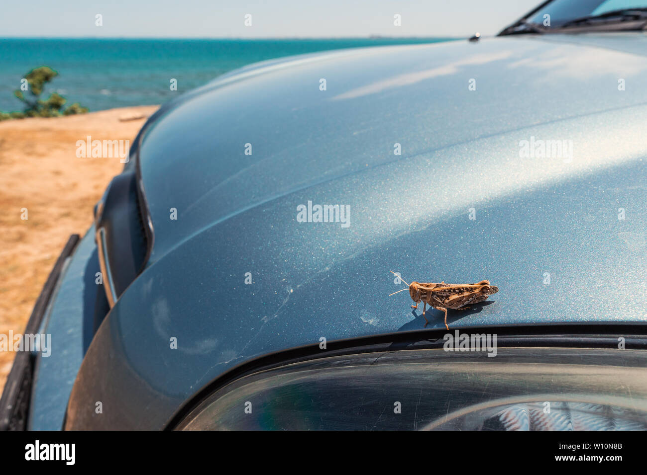 on the car hood Stock Photo Alamy