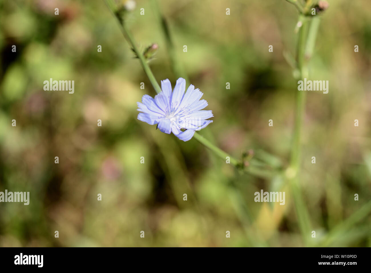 Cichor hi-res stock photography and images - Alamy