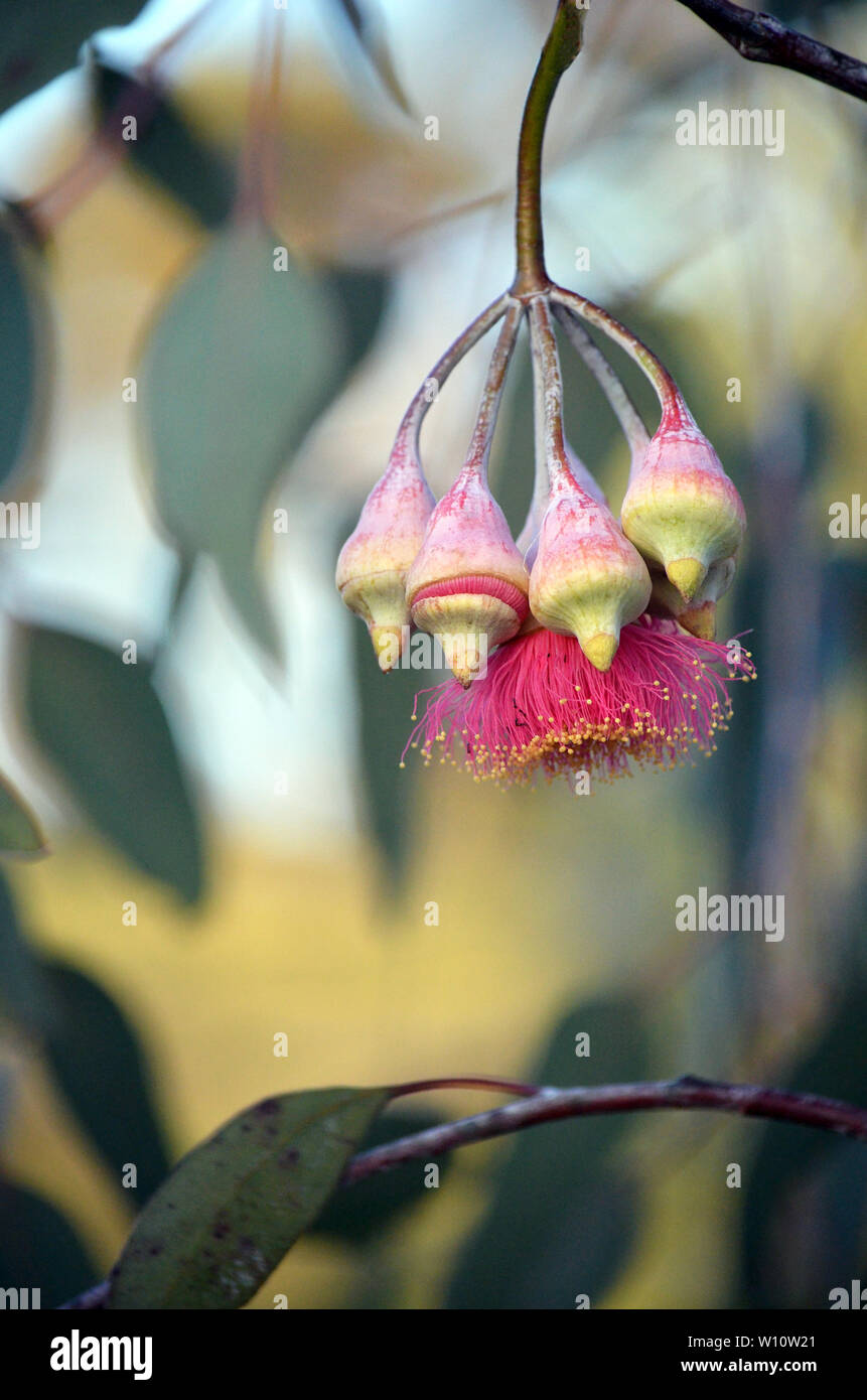 Pink blossom and buds of the Australian native Silver Princess Eucalyptus caesia, family Myrtaceae, in afternoon light. Endemic to Western Australia. Stock Photo